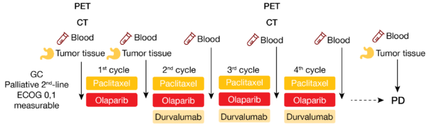Figure 2: Study design of durvalumab combined to olaparib and paclitaxel