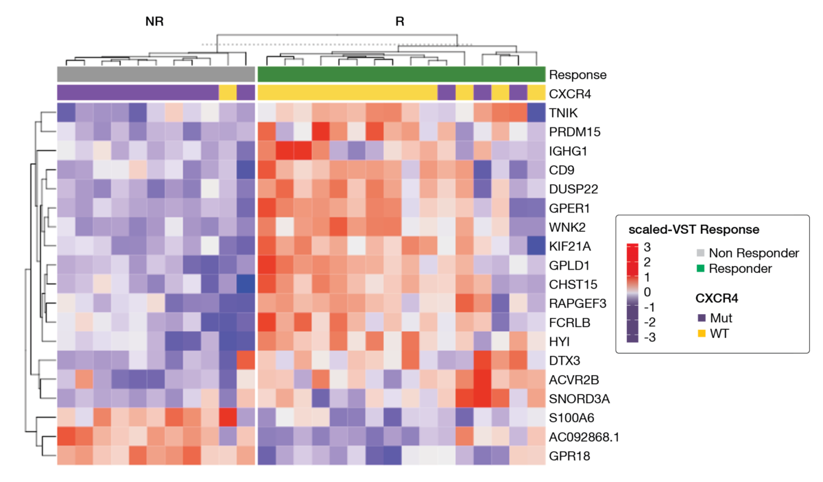 Figure 2: A heatmap showing the scaled variance stabilizing transformation gene levels selected by ElasticNet for baseline expressed genes in MYD88 mutated WM patients who received ibrutinib monotherapy and who attained a major response (green) or no major response (gray) at six months.
